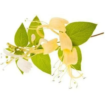 Honeysuckle E-Liquid