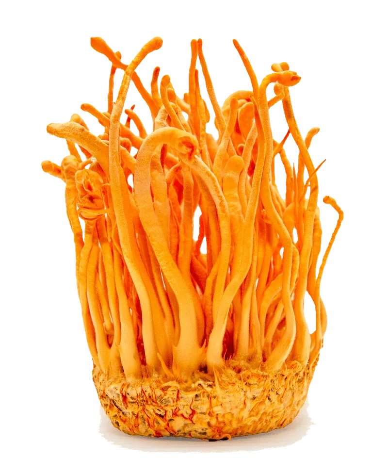 Organic Cordyceps Tincture (Energy) - Image 2
